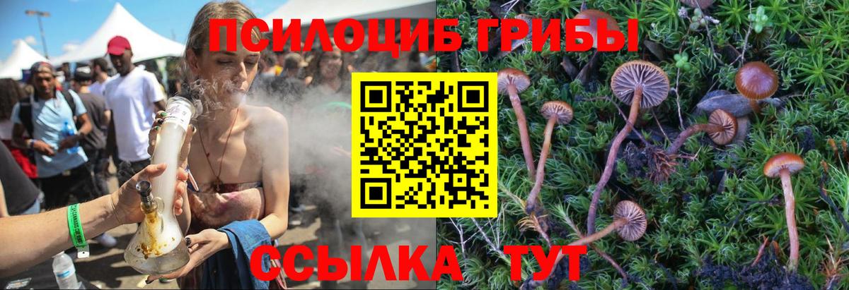 Псилоцибиновые грибы Psilocybine cubensis Анжеро-Судженск